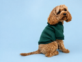Pet Everyday Hoodie