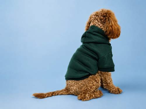 Pet Everyday Hoodie