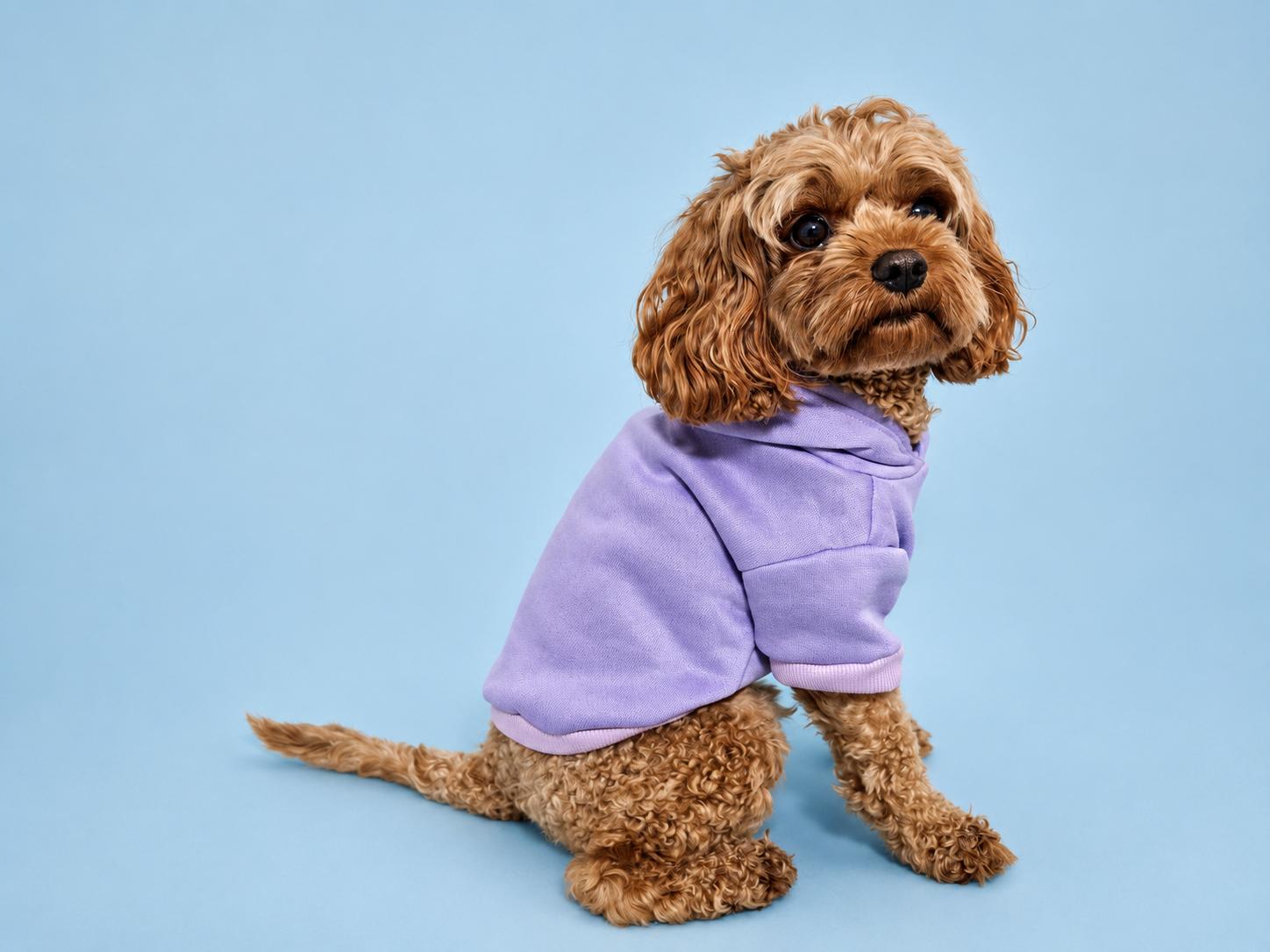 Pet Everyday Hoodie